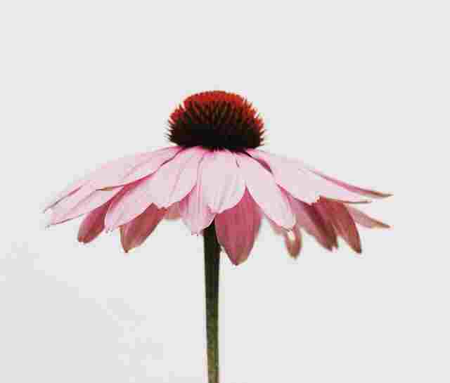 picture of a flower